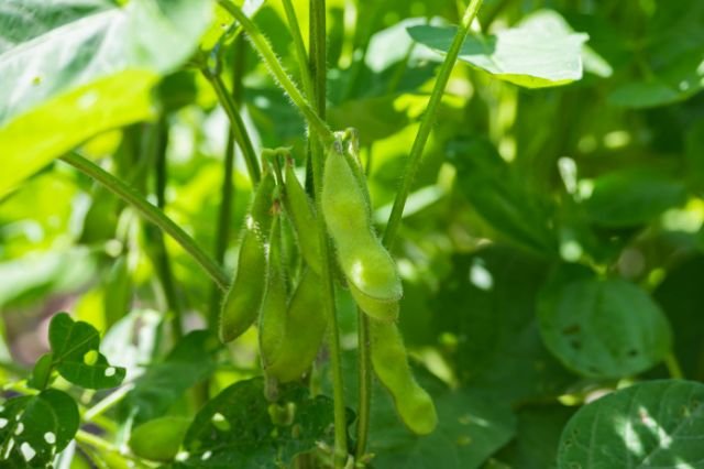 akita-edamame-05.jpg