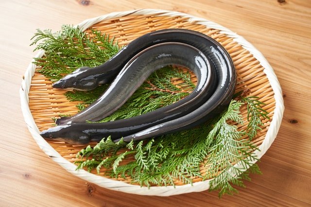 unagi-meisanchi-eyecatch.jpg
