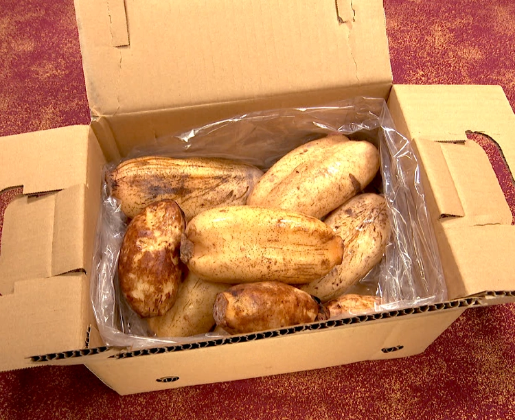 【送料無料】訳あり!岩国れんこん 2kg 2026/03/06