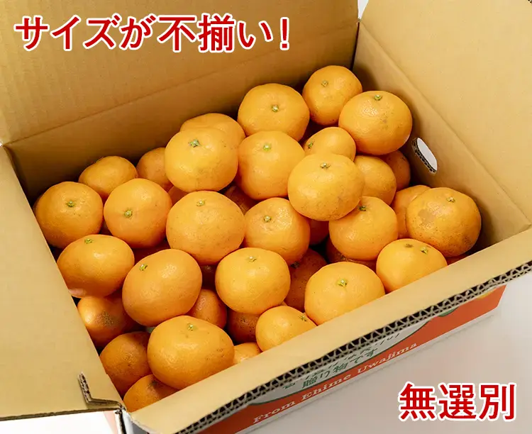 【2セット】「訳あり!愛媛県宇和島産みかん」5kg 2025/11/13 お得な2セット