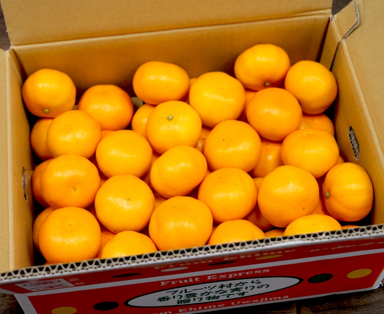 【正規品】愛媛県宇和島産みかん(5kg・Mサイズ) 2025/12/18