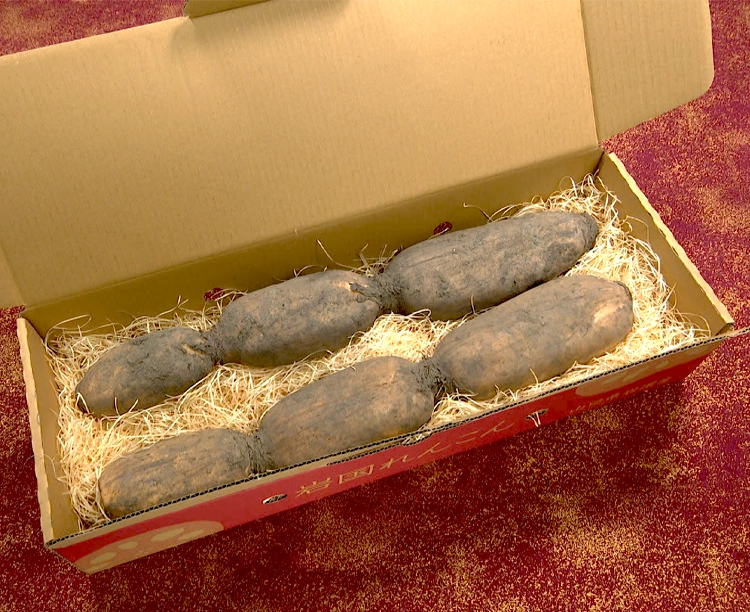 【送料無料】岩国れんこん 2kg 2026/03/06