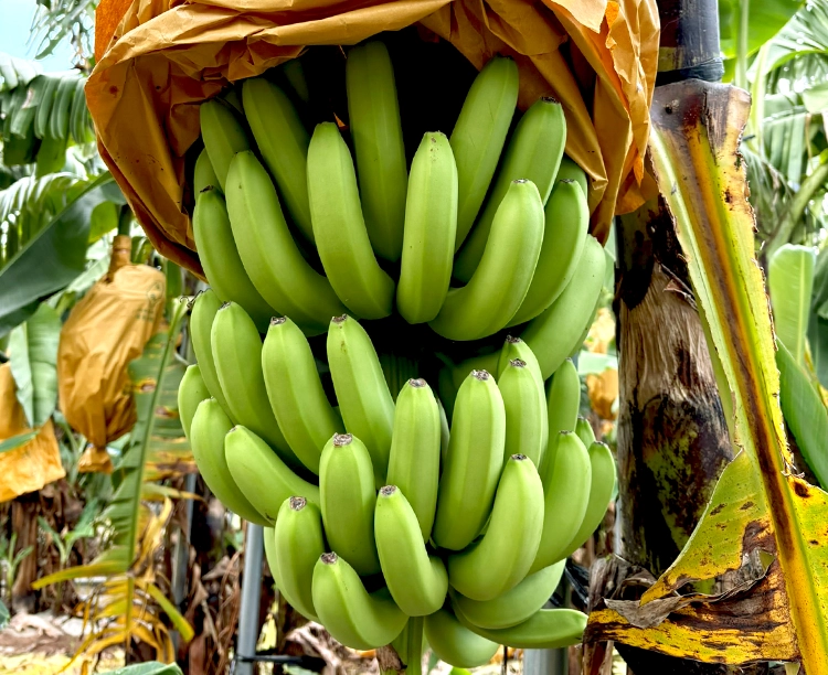 台湾産バナナ 1房 約2.4kg 2026/05/01