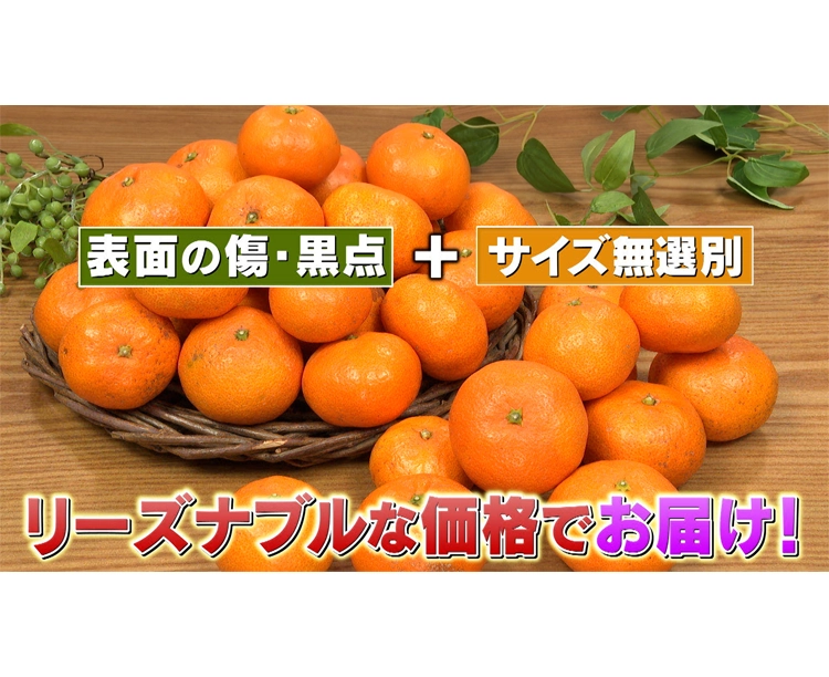 【2セット】「訳あり!愛媛県宇和島産みかん」5kg 2025/12/15 お得な2セット