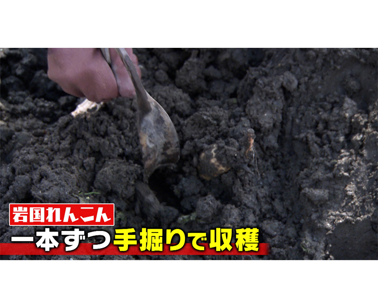 【送料無料】岩国れんこん 2kg 2026/03/13