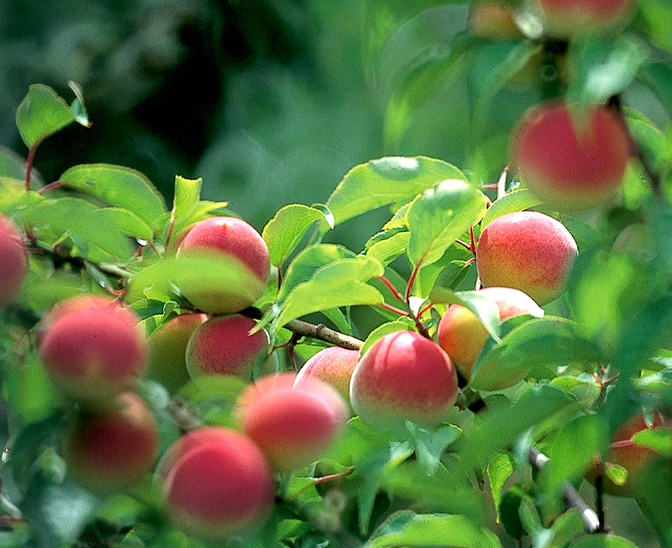 【贈答用】フルーツ梅干し20個セット 2026/04/16