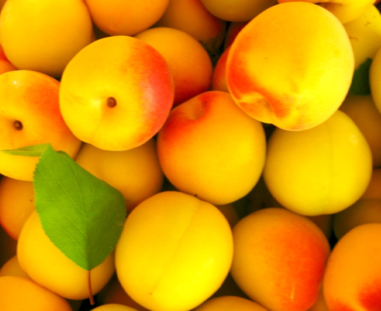 【贈答用】フルーツ梅干し20個セット 2026/04/16