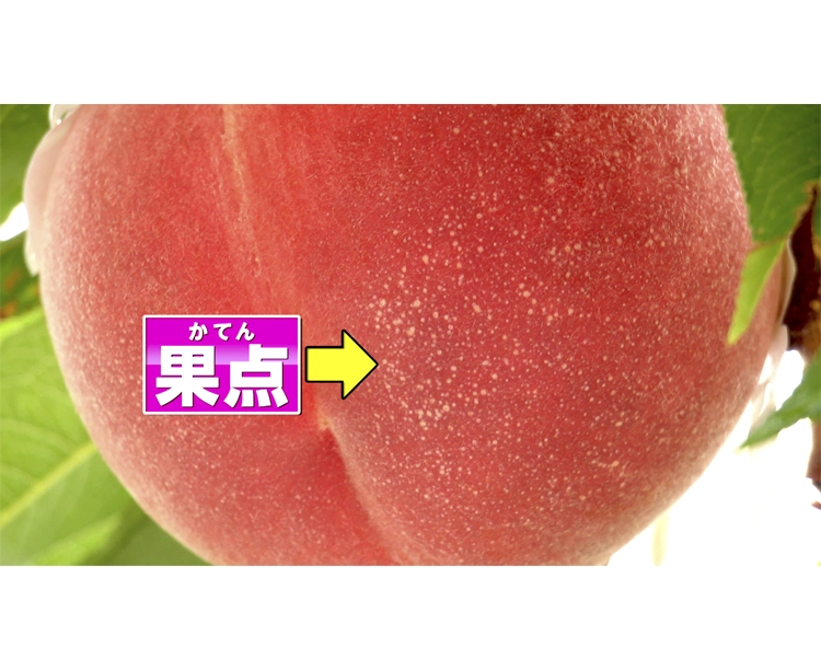 【グルメ定期便】樹上完熟・旬の桃の定期便(2㎏)3回コース 2026/07/20