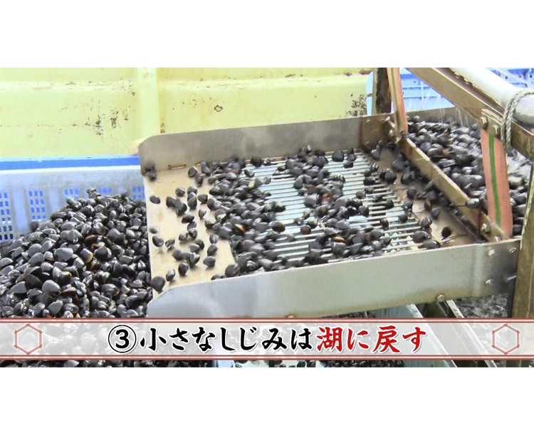 訳あり!島根県 宍道湖産 しじみ 2026/07/09