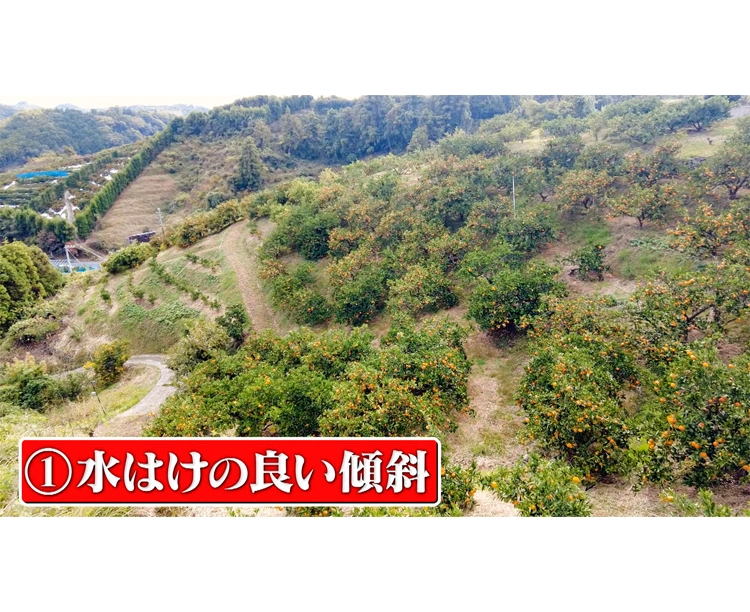 【2セット】「訳あり!愛媛県宇和島産みかん」5kg 2025/12/15 お得な2セット