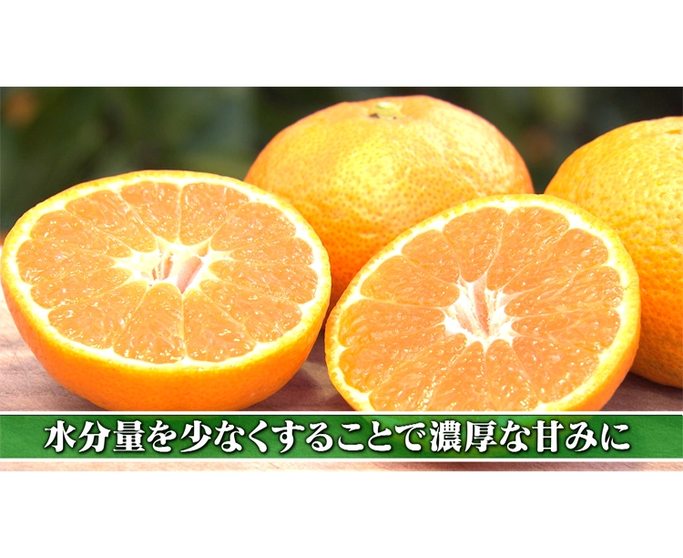 【2セット】「訳あり!愛媛県宇和島産みかん」5kg 2025/12/15 お得な2セット