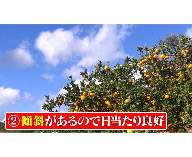 【2セット】「訳あり!愛媛県宇和島産みかん」5kg 2025/12/15 お得な2セット