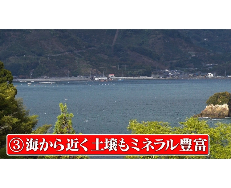 【2セット】「訳あり!愛媛県宇和島産みかん」5kg 2025/12/15 お得な2セット