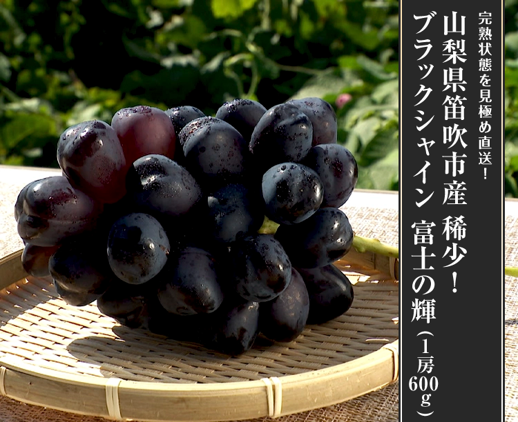 山梨県笛吹市産 稀少!ブラックシャイン 富士の輝(1房600g) 2026/09/10 ブラックシャイン