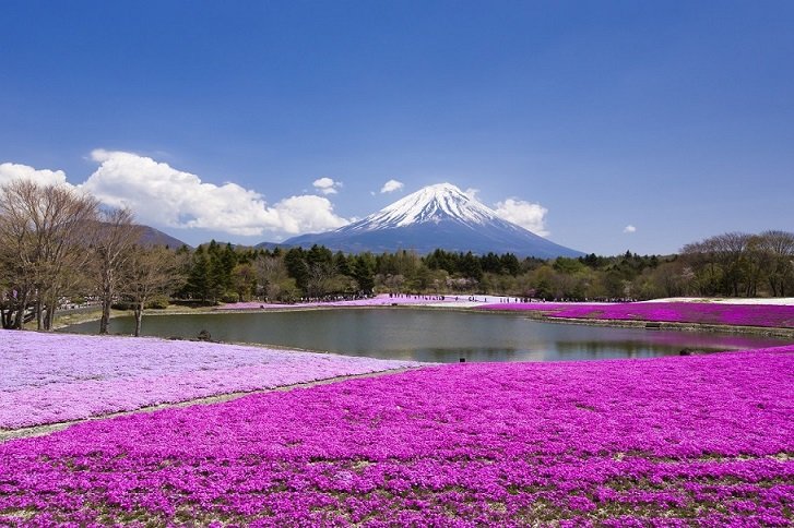 笛吹市芝桜.jpg