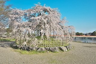 ※宇治川の枝垂れ桜（イメージ）.jpg