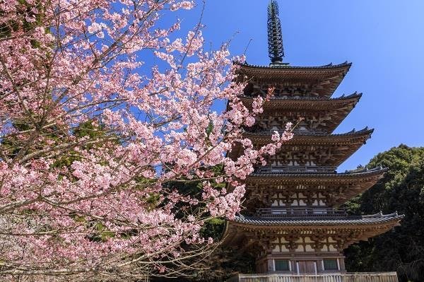 世界遺産・醍醐寺（境内にある枝垂れ桜は必見です！）.jpg