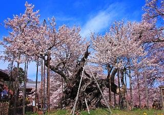 山高神代桜.jpg