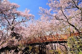 高遠城址公園_イメージ※見頃：4月上旬～中旬_千葉県在住・PN：源氏の君様.jpg