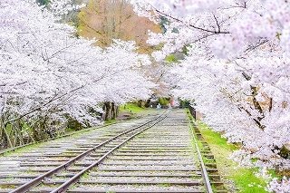 ※蹴上インクラインの桜（イメージ）.jpg