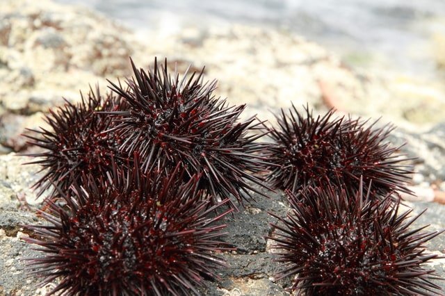uni-syun-01.jpg