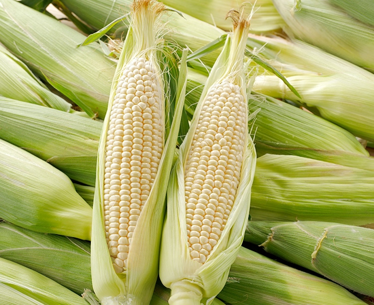 北海道産甘くて白いとうもろこし