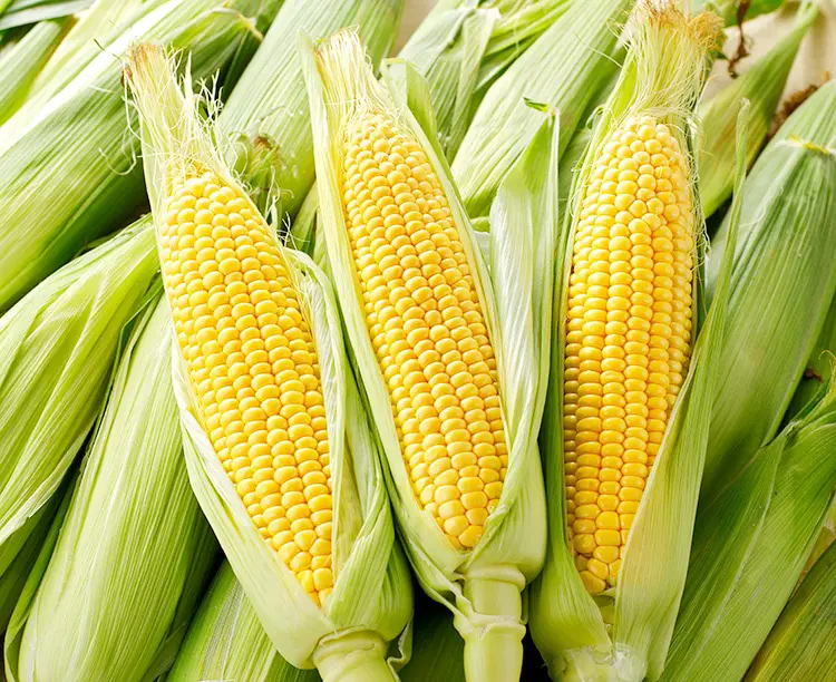 北海道産スイートコーンイエロー