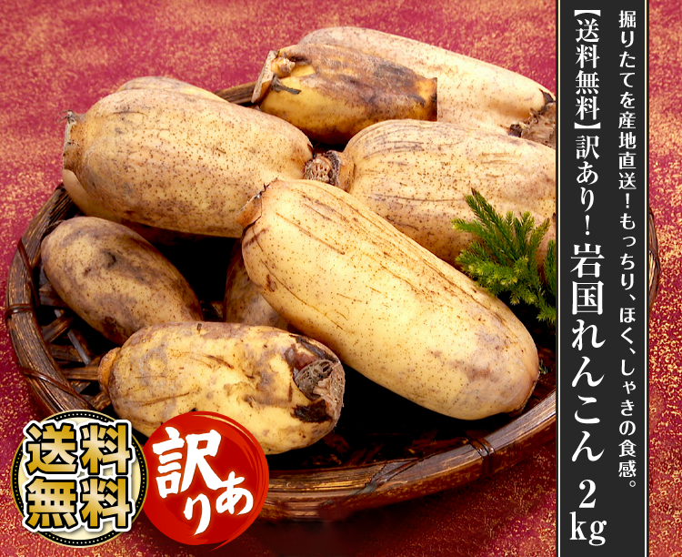 【送料無料】訳あり！岩国れんこん 2kg