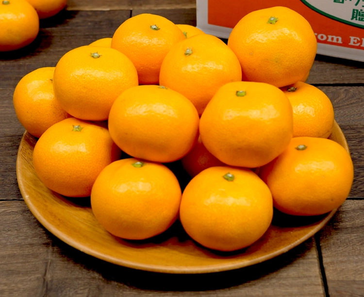 【正規品】愛媛県宇和島産みかん（5kg・Mサイズ）