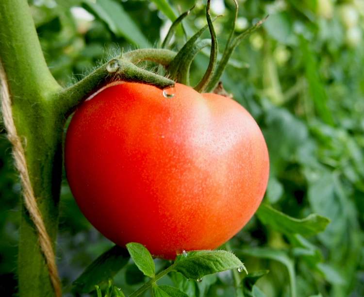 山梨県産　樹上完熟桃太郎トマト2kg