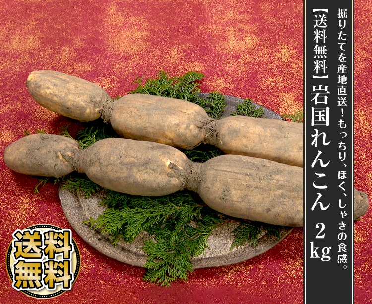 【送料無料】岩国れんこん 2kg