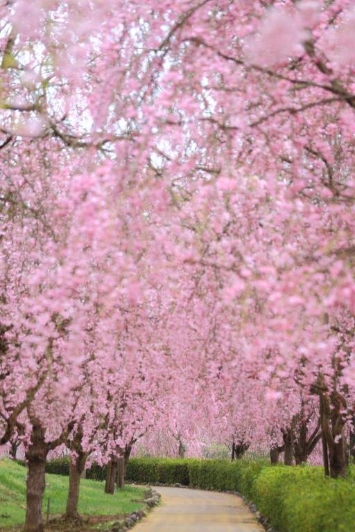 常陸風土記の丘しだれ桜のトンネル_イメージ_-見頃：例年3月下旬～4月上旬.jpg