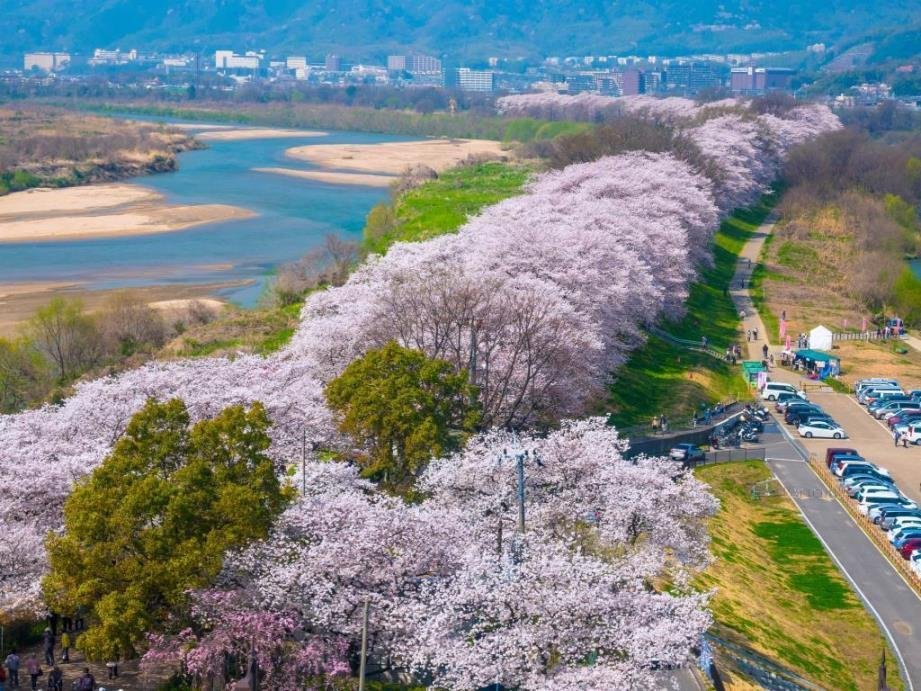 背割堤の桜（約1.4kmにわたる桜のトンネル）.jpg
