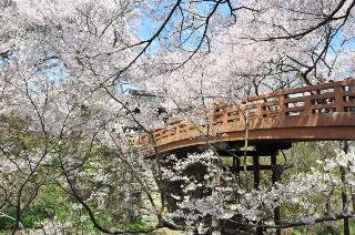 高遠城址公園の桜.jpg
